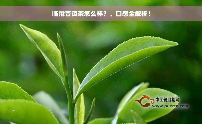 临沧普洱茶怎么样？、口感全解析！