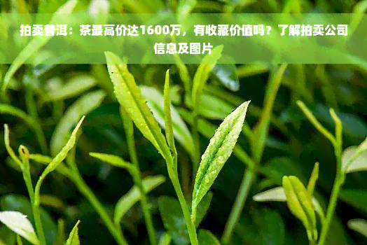 拍卖普洱：茶更高价达1600万，有收藏价值吗？了解拍卖公司信息及图片