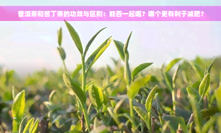 普洱茶和苦丁茶的功效与区别：能否一起喝？哪个更有利于减肥？