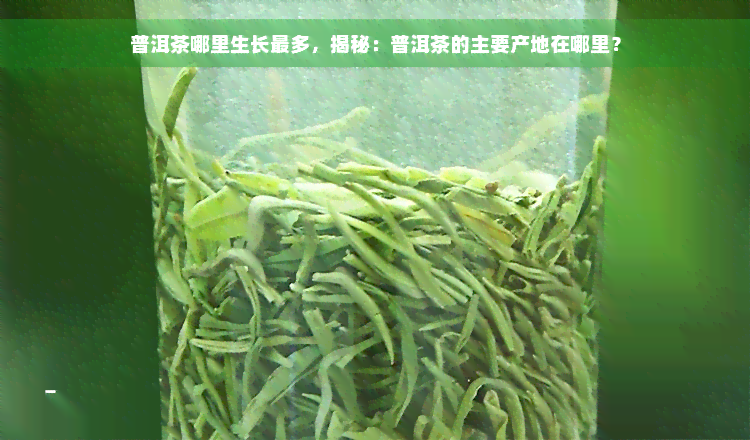 普洱茶哪里生长最多，揭秘：普洱茶的主要产地在哪里？