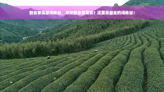 新会普洱茶场地址，寻找新会普洱茶？这里是最全的场地址！