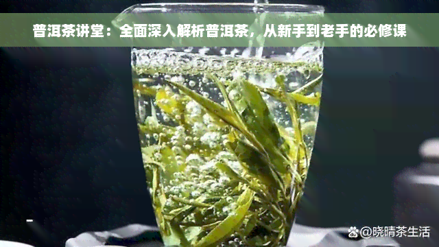 普洱茶讲堂：全面深入解析普洱茶，从新手到老手的必修课