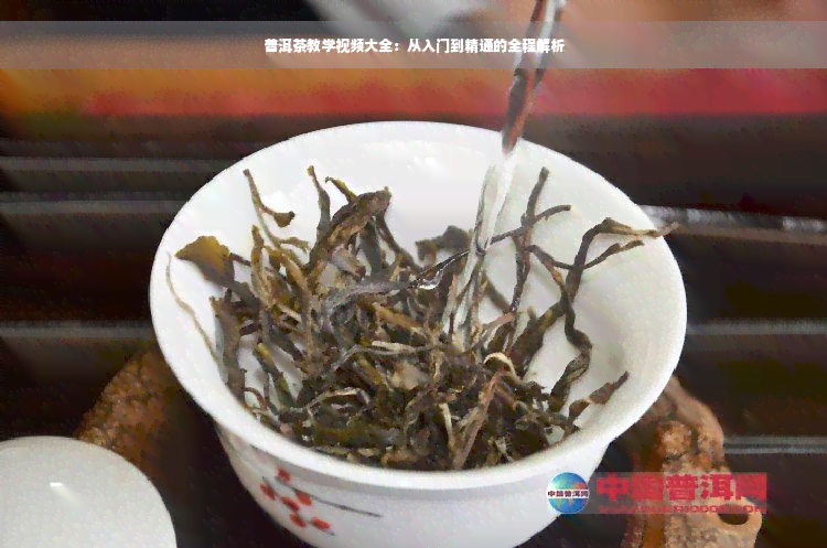 普洱茶教学视频大全：从入门到精通的全程解析