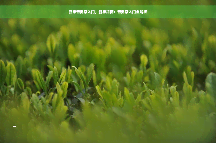 新手普洱茶入门，新手指南：普洱茶入门全解析