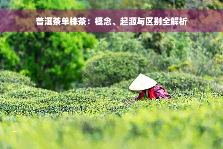 普洱茶单株茶：概念、起源与区别全解析