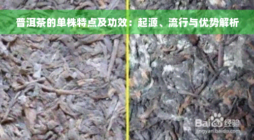 普洱茶的单株特点及功效：起源、流行与优势解析