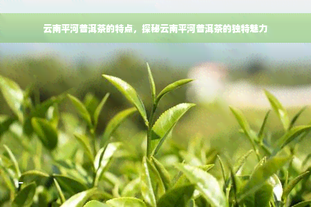 云南平河普洱茶的特点，探秘云南平河普洱茶的独特魅力