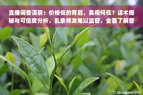 直播间普洱茶：价格低的背后，真相何在？话术揭秘与可信度分析，乱象频发难以监管，全面了解普洱茶选购攻略