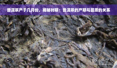 普洱茶产于几月份，揭秘时期：普洱茶的产期与品质的关系