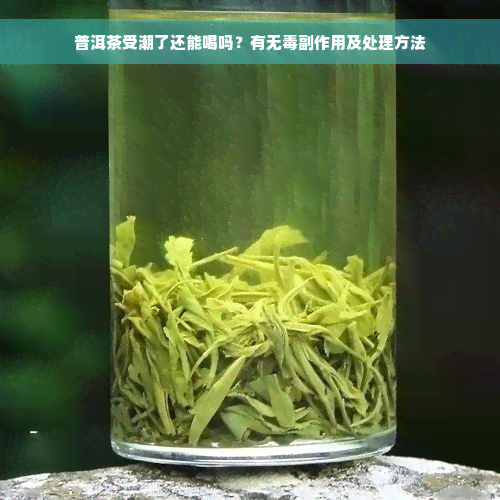 普洱茶受潮了还能喝吗？有无毒副作用及处理方法