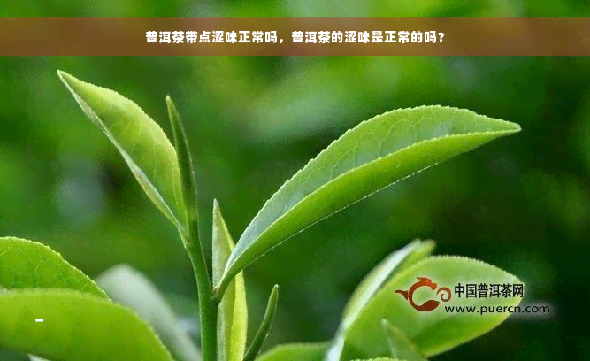 普洱茶带点涩味正常吗，普洱茶的涩味是正常的吗？