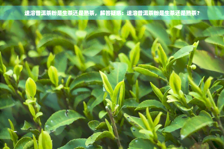 速溶普洱茶粉是生茶还是熟茶，解答疑惑：速溶普洱茶粉是生茶还是熟茶？