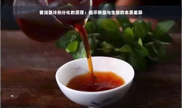 普洱茶冷热分化的原理：揭示熟茶与生茶的本质差异