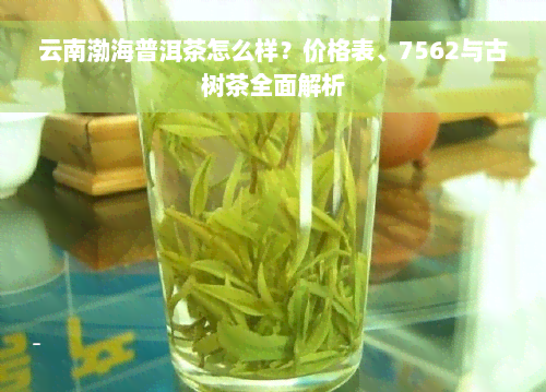 云南渤海普洱茶怎么样？价格表、7562与古树茶全面解析