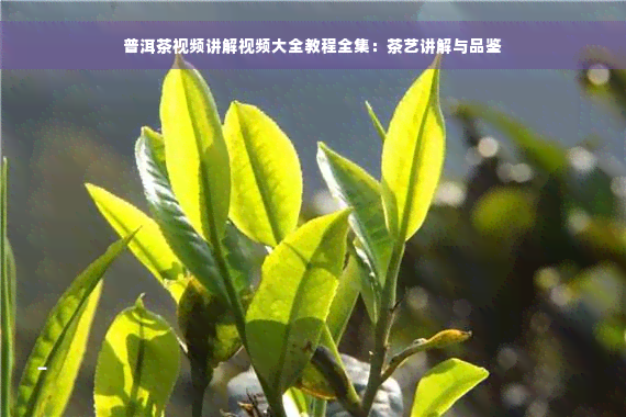 普洱茶视频讲解视频大全教程全集：茶艺讲解与品鉴