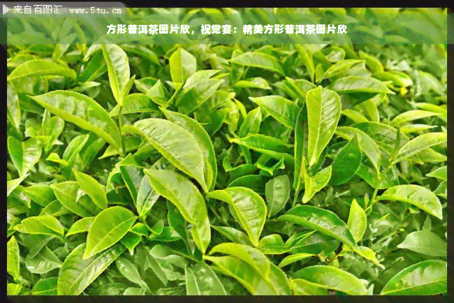 方形普洱茶图片欣，视觉宴：精美方形普洱茶图片欣