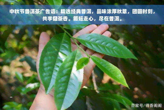 中秋节普洱茶广告语：精选经典普洱，品味浓厚秋意，团圆时刻，共享健茶香。简短走心，尽在普洱。