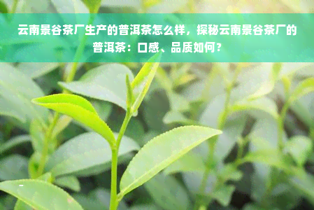 云南景谷茶厂生产的普洱茶怎么样，探秘云南景谷茶厂的普洱茶：口感、品质如何？