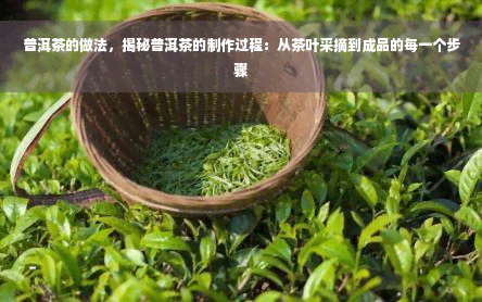 普洱茶的做法，揭秘普洱茶的制作过程：从茶叶采摘到成品的每一个步骤