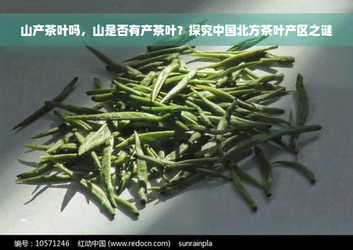 山产茶叶吗，山是否有产茶叶？探究中国北方茶叶产区之谜