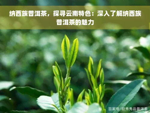 纳西族普洱茶，探寻云南特色：深入了解纳西族普洱茶的魅力