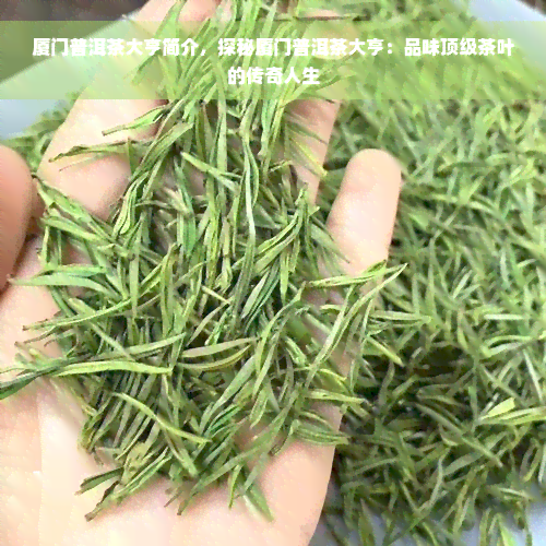 厦门普洱茶大亨简介，探秘厦门普洱茶大亨：品味顶级茶叶的传奇人生