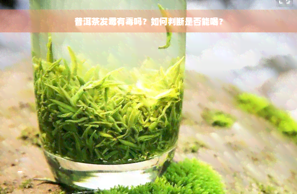 普洱茶发霉有毒吗？如何判断是否能喝？