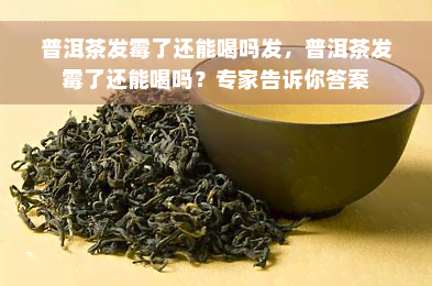 普洱茶发霉了还能喝吗发，普洱茶发霉了还能喝吗？专家告诉你答案