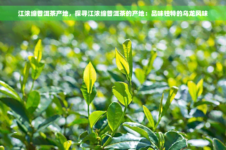 江浓缩普洱茶产地，探寻江浓缩普洱茶的产地：品味独特的乌龙风味