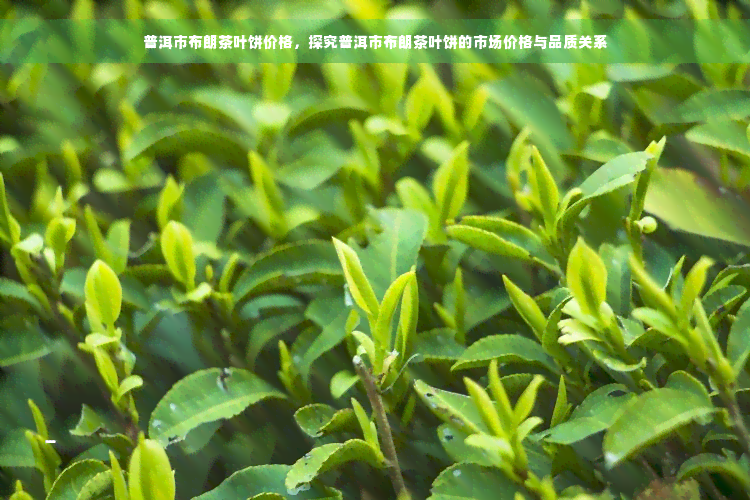 普洱市布朗茶叶饼价格，探究普洱市布朗茶叶饼的市场价格与品质关系