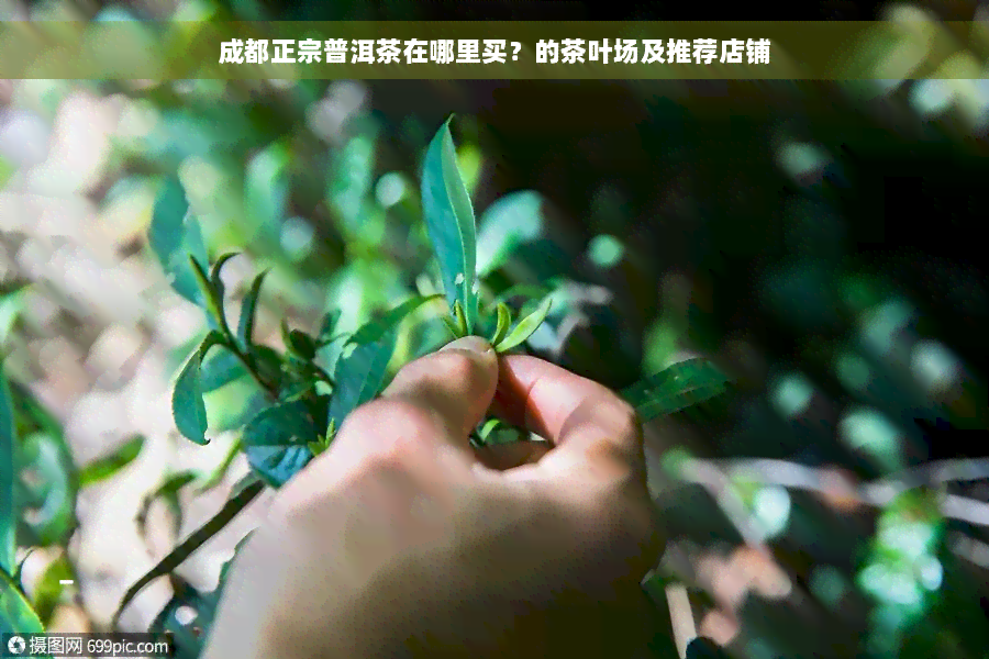 成都正宗普洱茶在哪里买？的茶叶场及推荐店铺