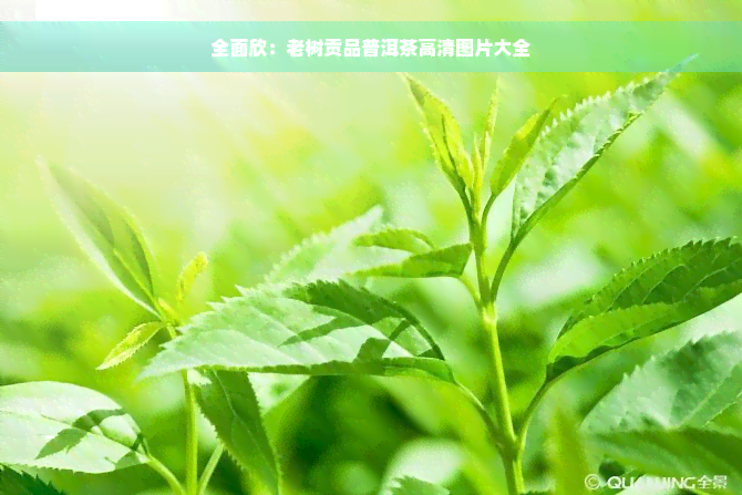 全面欣：老树贡品普洱茶高清图片大全