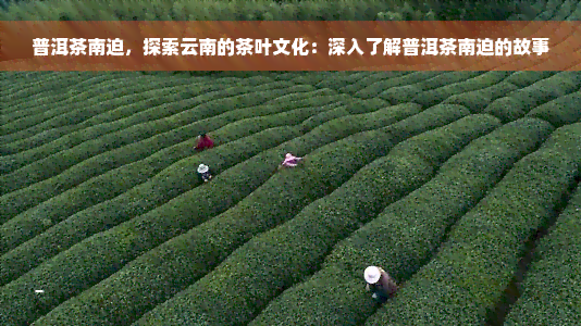 普洱茶南迫，探索云南的茶叶文化：深入了解普洱茶南迫的故事