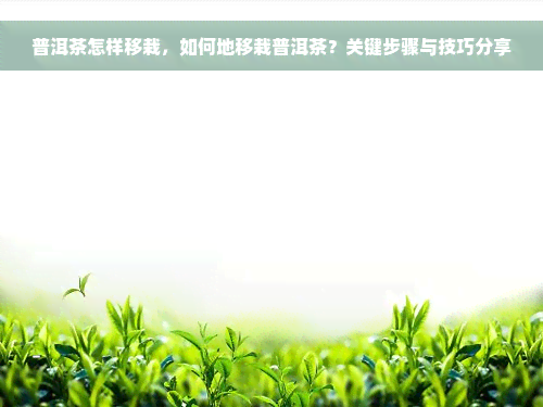 普洱茶怎样移栽，如何地移栽普洱茶？关键步骤与技巧分享