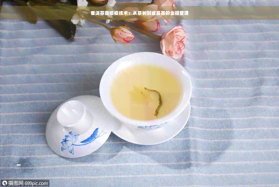 普洱茶栽培植技术：从茶树到成品茶的全程管理