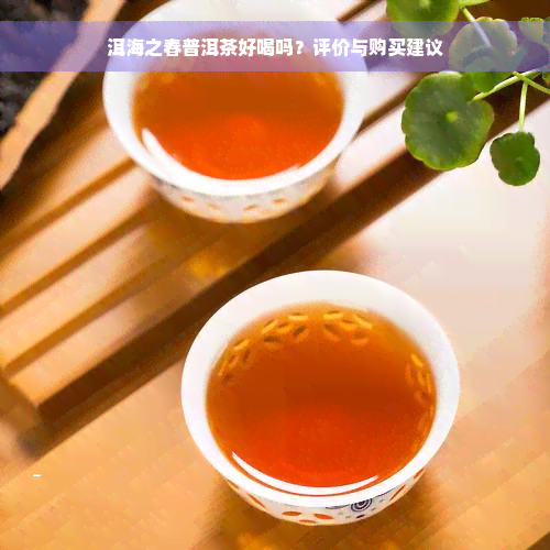 洱海之春普洱茶好喝吗？评价与购买建议