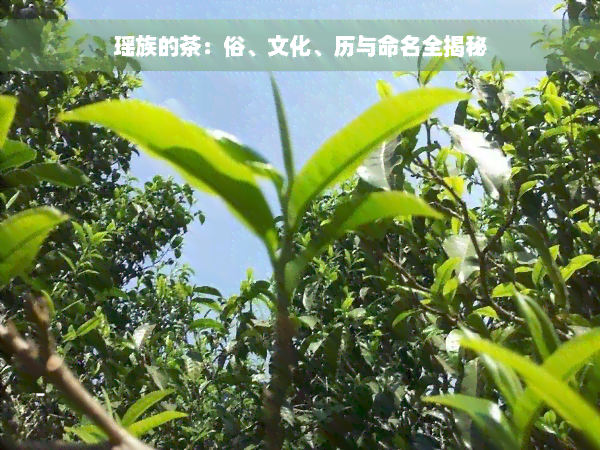 瑶族的茶：俗、文化、历与命名全揭秘