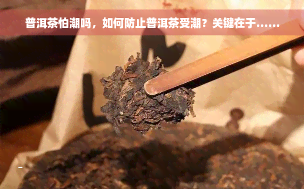 普洱茶怕潮吗，如何防止普洱茶受潮？关键在于……