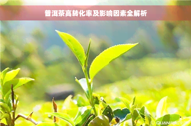 普洱茶高转化率及影响因素全解析