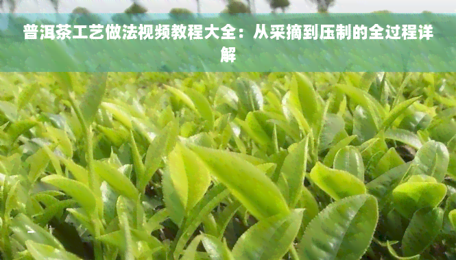 普洱茶工艺做法视频教程大全：从采摘到压制的全过程详解