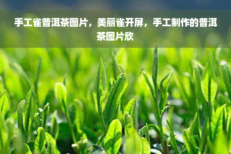 手工雀普洱茶图片，美丽雀开屏，手工制作的普洱茶图片欣