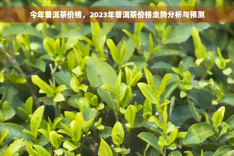 今年普洱茶价格，2023年普洱茶价格走势分析与预测