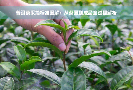 普洱茶采摘标准图解：从茶园到成品全过程解析