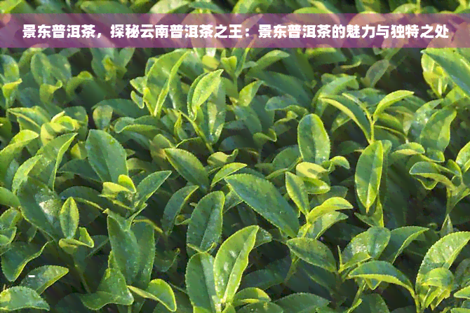 景东普洱茶，探秘云南普洱茶之王：景东普洱茶的魅力与独特之处