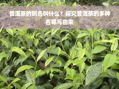 普洱茶的别名叫什么？探究普洱茶的多种名称与由来