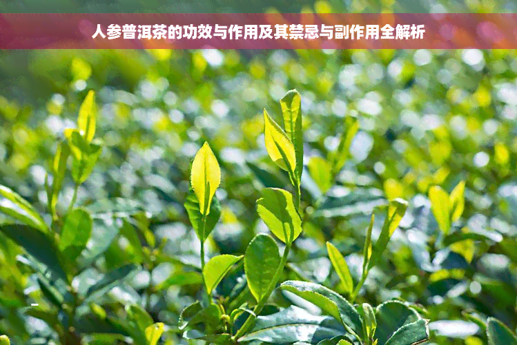 人参普洱茶的功效与作用及其禁忌与副作用全解析