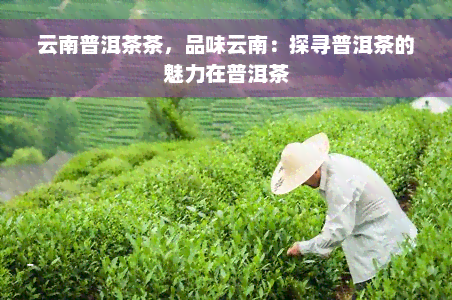 云南普洱茶茶，品味云南：探寻普洱茶的魅力在普洱茶