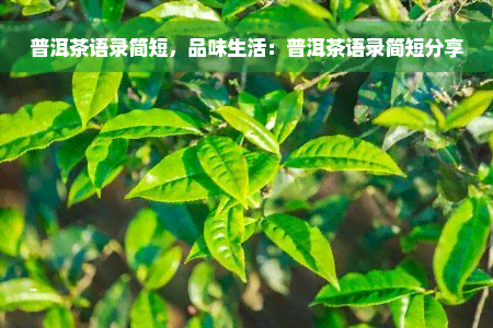 普洱茶语录简短，品味生活：普洱茶语录简短分享