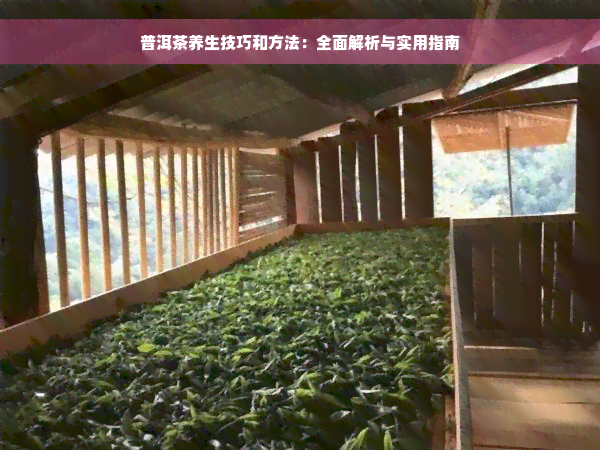 普洱茶养生技巧和方法：全面解析与实用指南