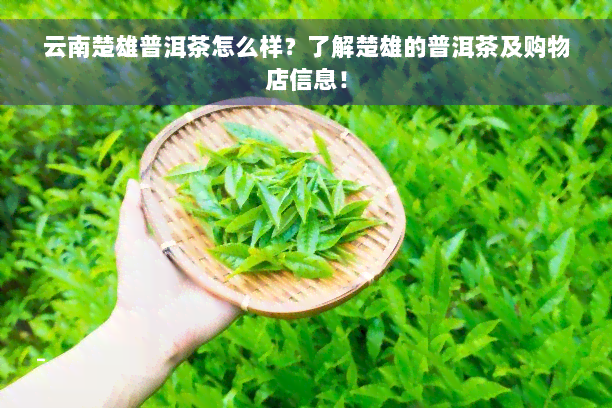 云南楚雄普洱茶怎么样？了解楚雄的普洱茶及购物店信息！